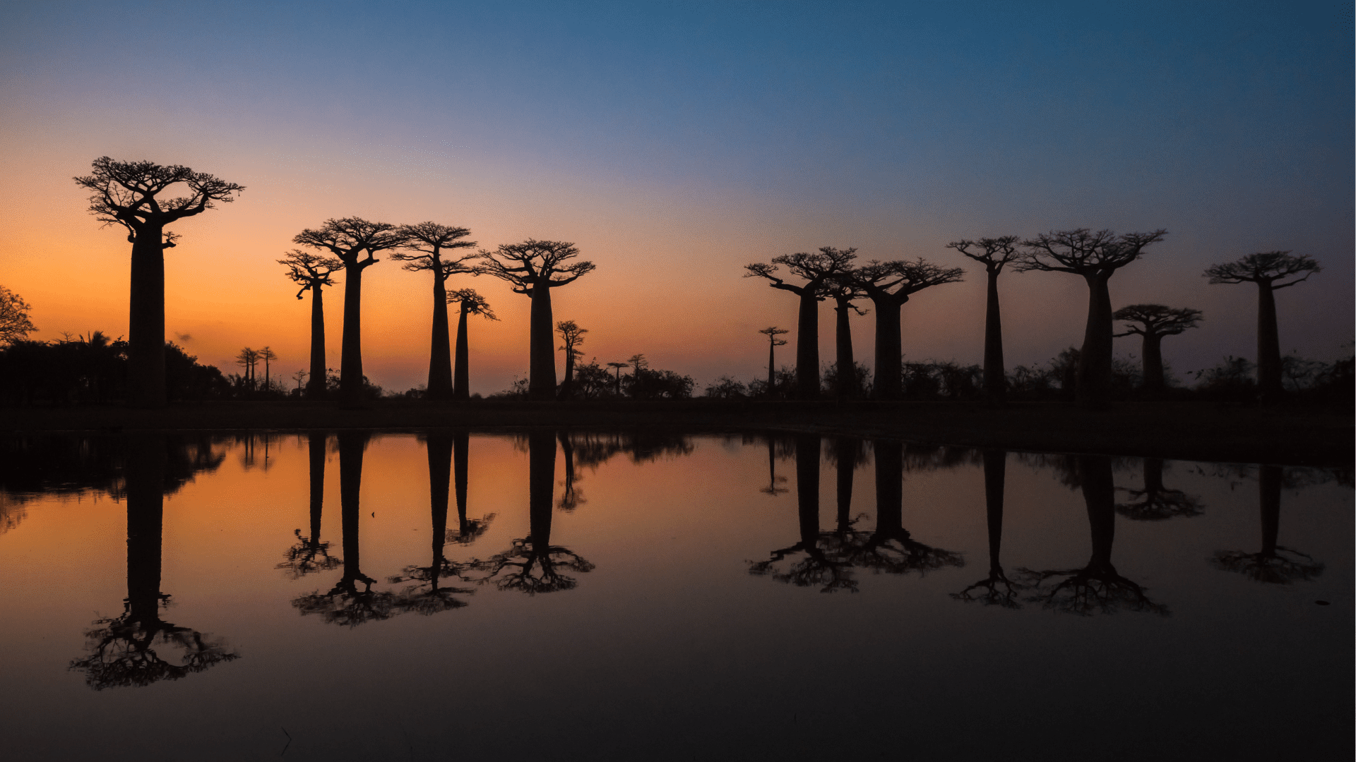 Madagascar: La Isla Prohibida de los Lémures y Selvas Prehistóricas