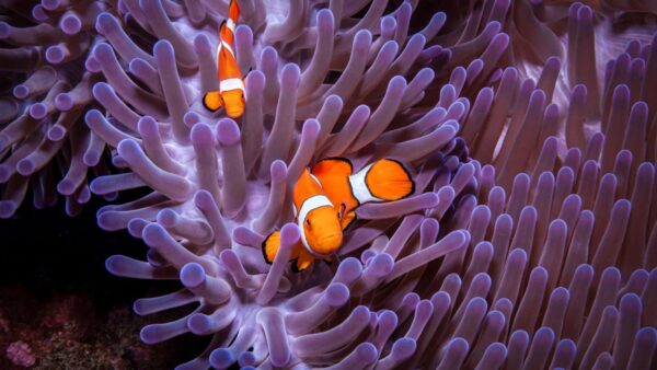 Islas Gili: Naturaleza y Magia Bajo el Mar.