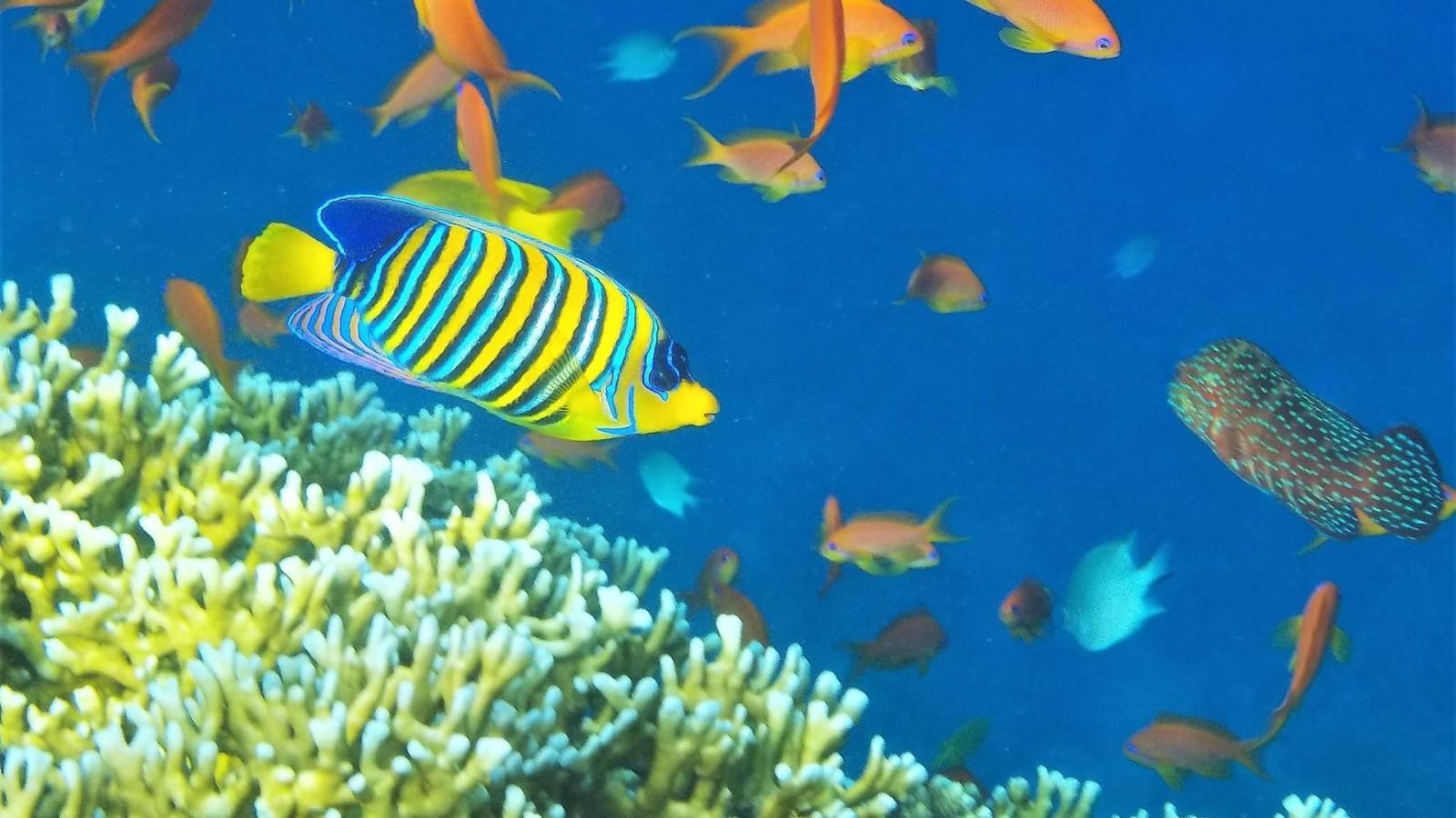 Hurghada: El tesoro del Mar Rojo.