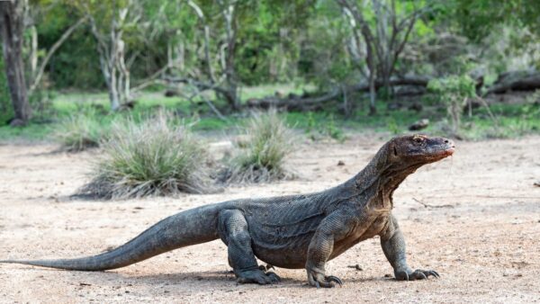 Komodo: Un paraíso intacto entre islas remotas.