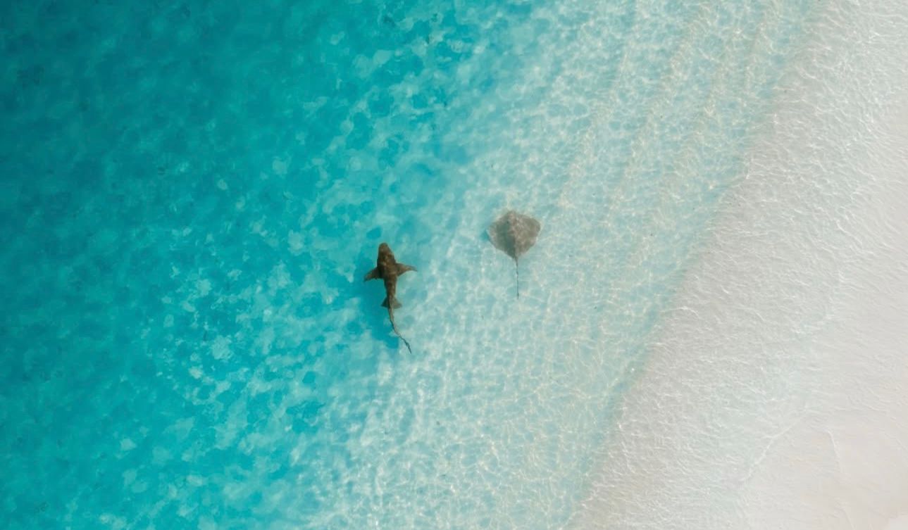 Islas Maldivas: Islas Locales