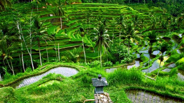 Bali: El córazon de Indonesia