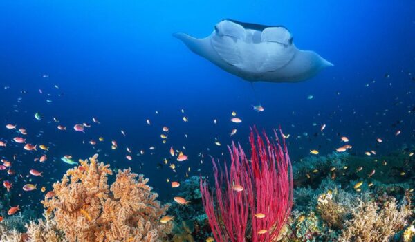 Raja Ampat: La isla mas remota del paraiso
