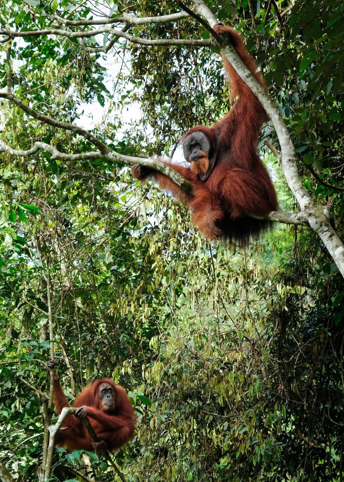 GUNUNG LEUSER