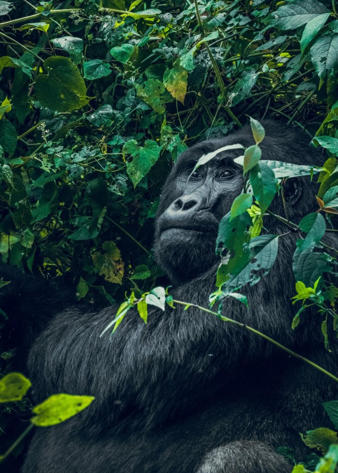 Uganda, la aventura más salvaje de África