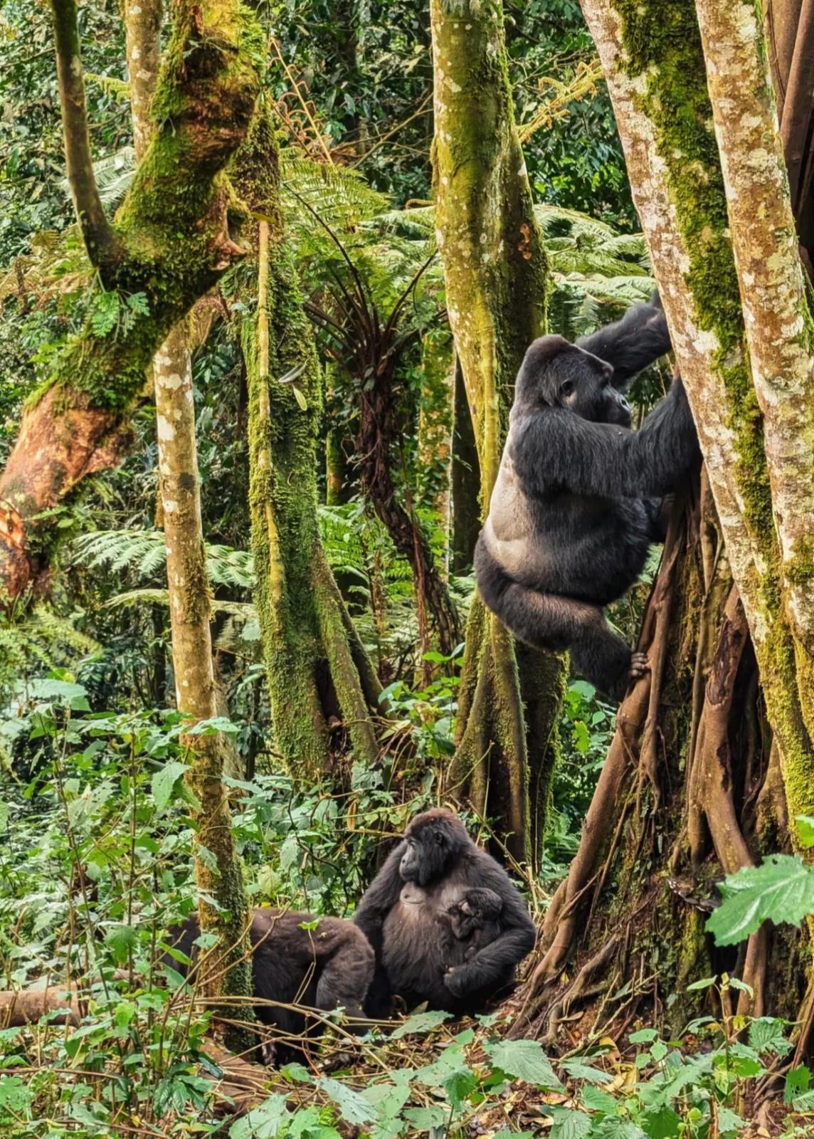 Uganda, la aventura más salvaje de África