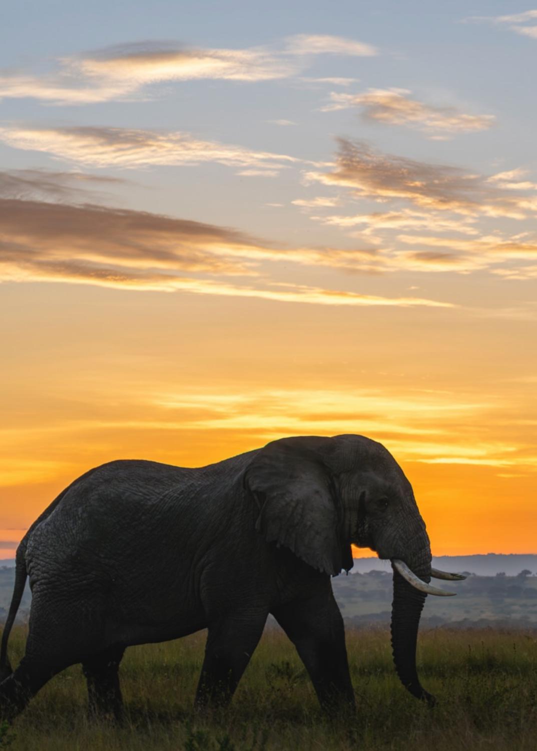 Uganda, la aventura más salvaje de África