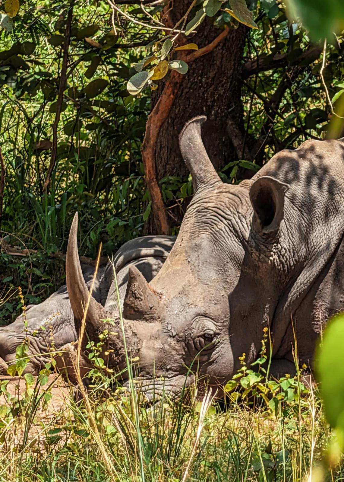 Uganda, la aventura más salvaje de África