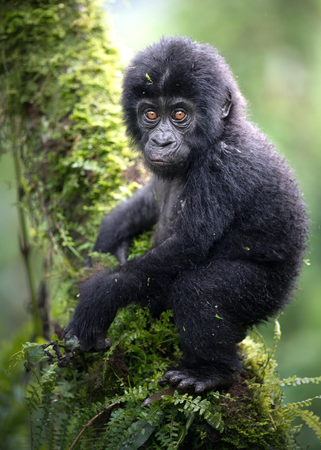 Uganda, la aventura más salvaje de África