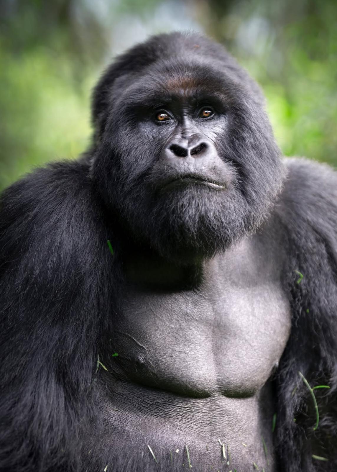 Uganda, la aventura más salvaje de África