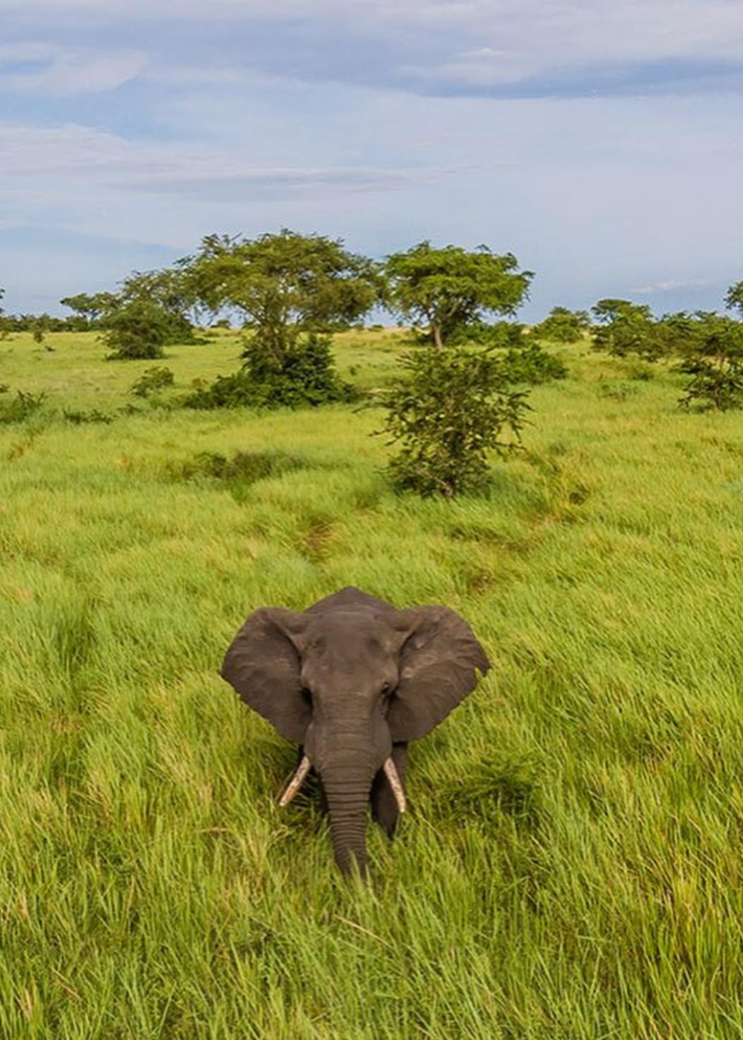 Uganda, la aventura más salvaje de África