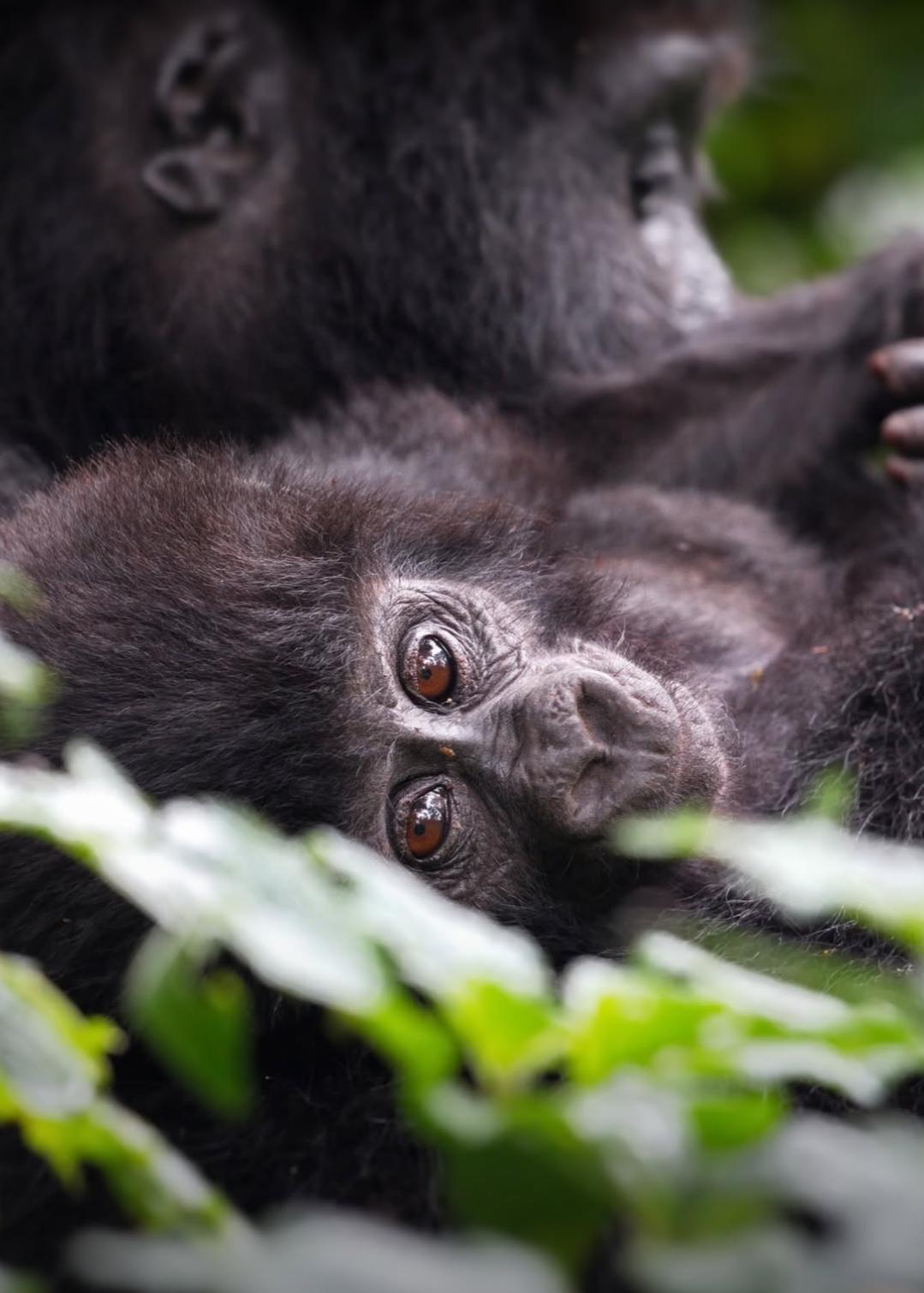 Uganda, la aventura más salvaje de África
