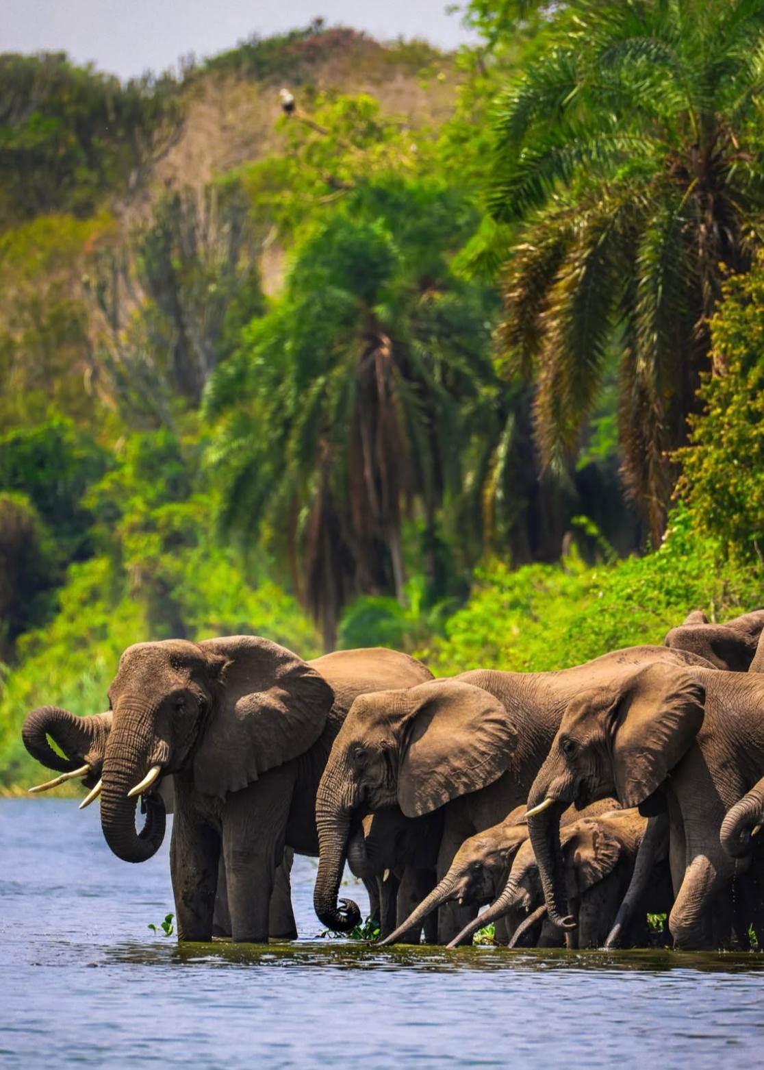 Uganda, la aventura más salvaje de África