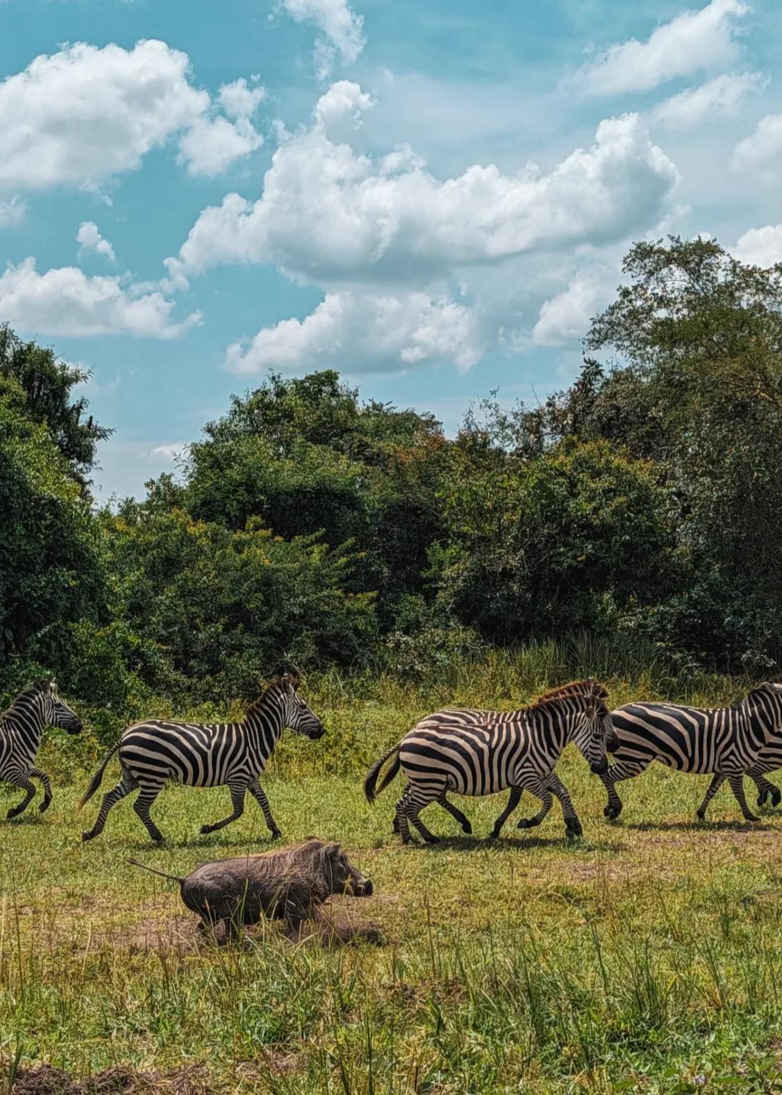 Uganda, la aventura más salvaje de África