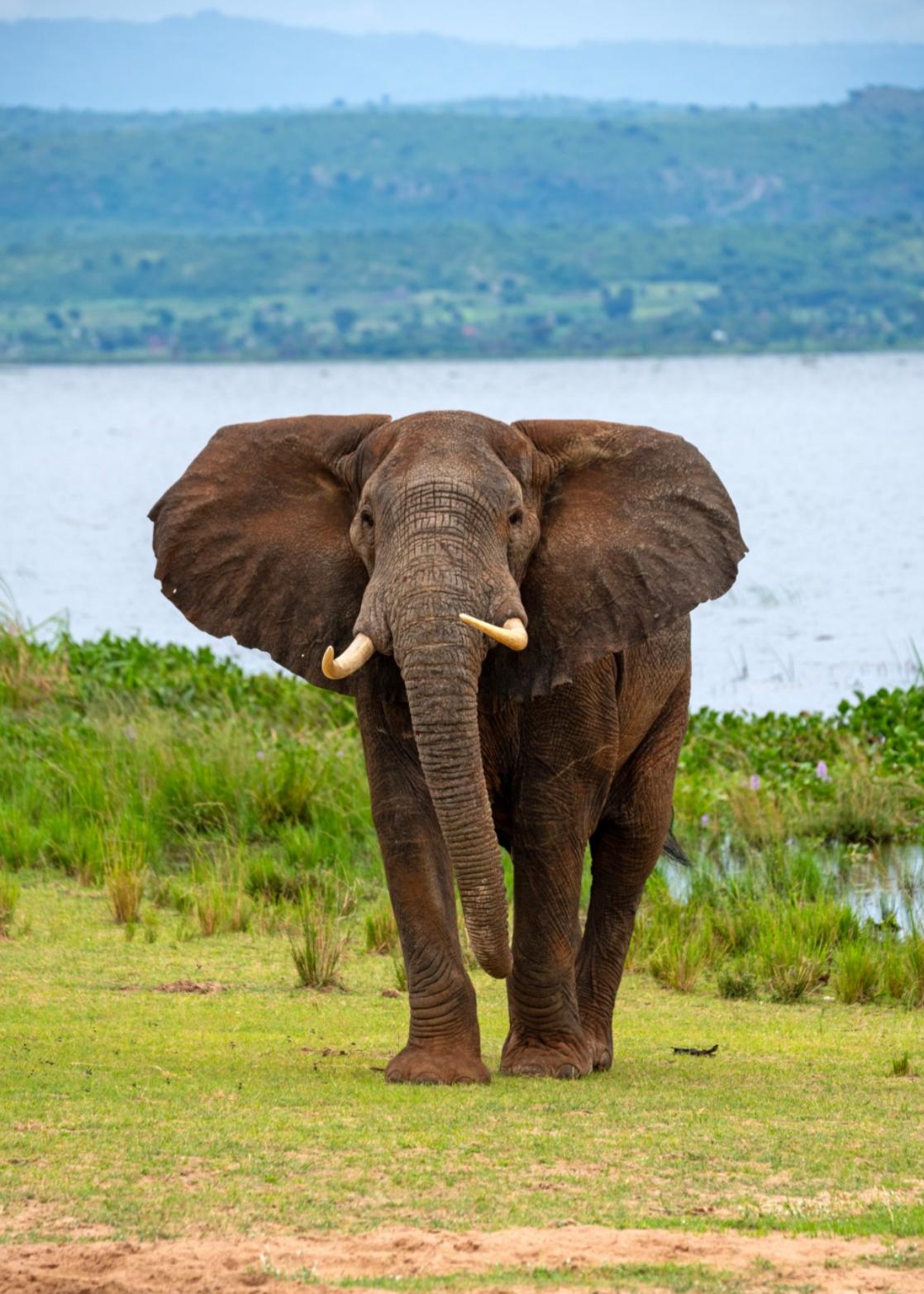 Uganda, la aventura más salvaje de África