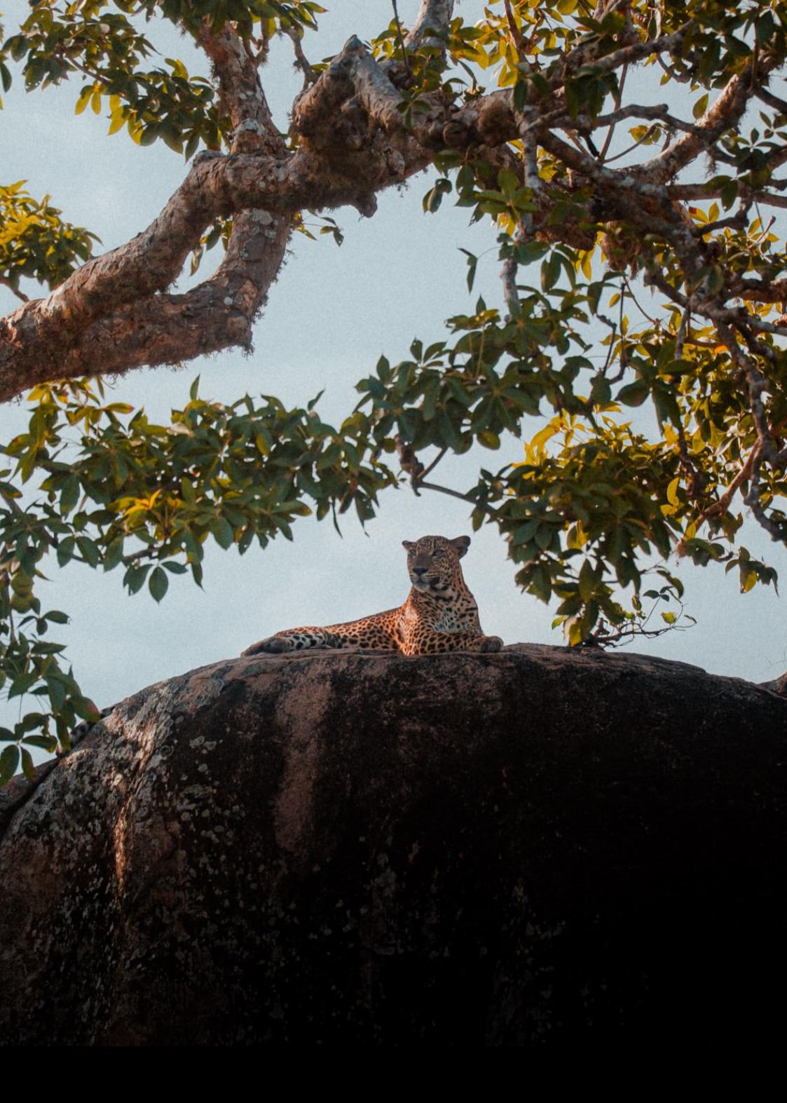 Sri lanka, entre montañas sagradas y playas salvajes