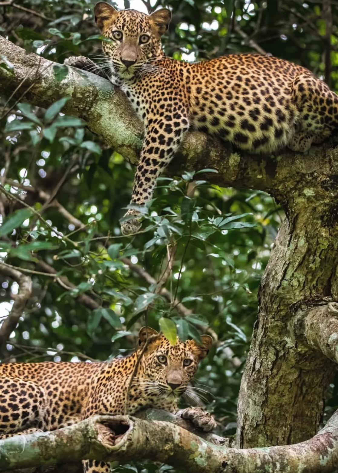 Sri lanka, entre montañas sagradas y playas salvajes