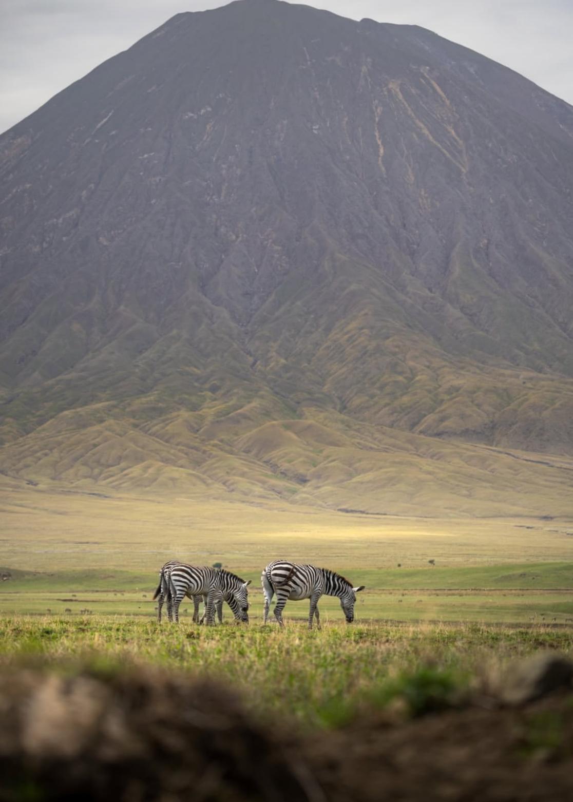 Tanzania y Zanzibar, Safari y playas salvajes