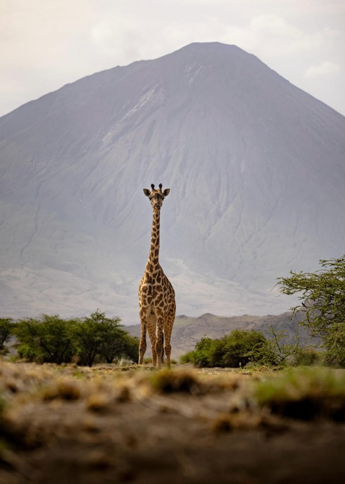 Tanzania y Zanzibar, Safari y playas salvajes