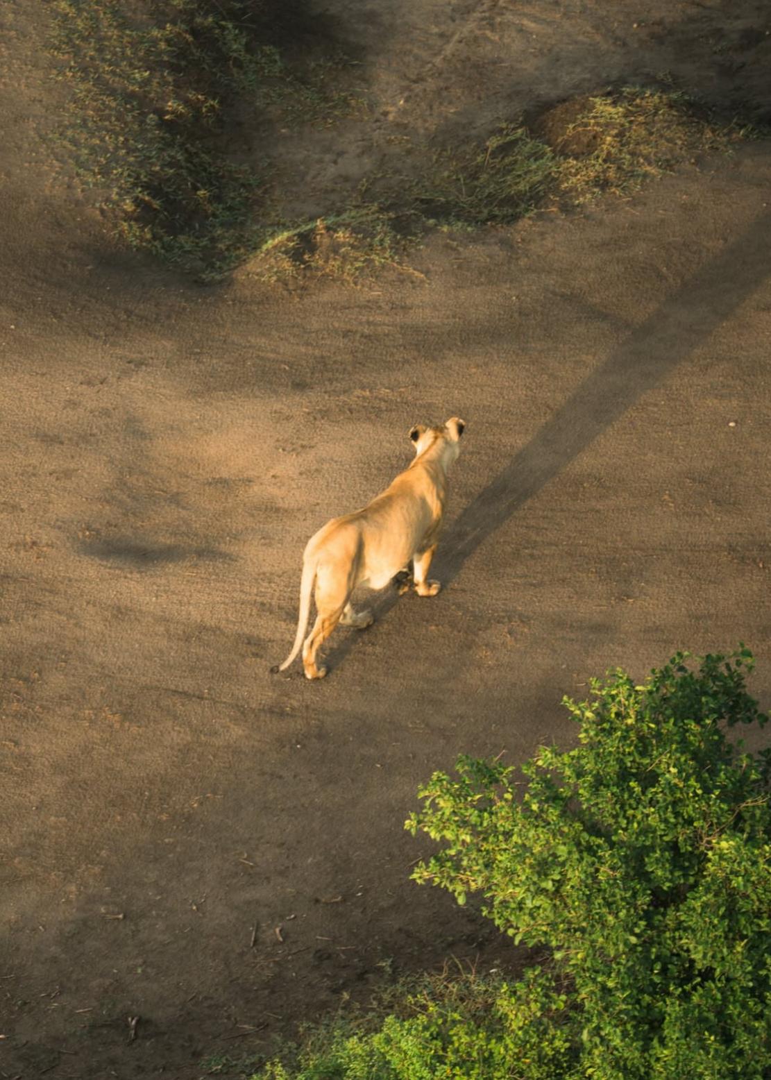 Tanzania y Zanzibar, Safari y playas salvajes
