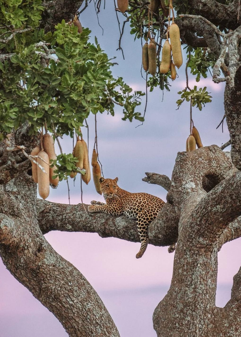 Tanzania y Zanzibar, Safari y playas salvajes