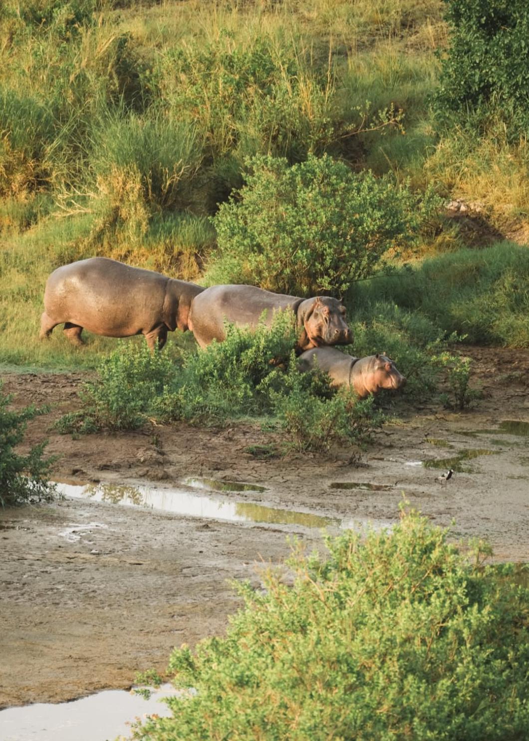 Tanzania y Zanzibar, Safari y playas salvajes