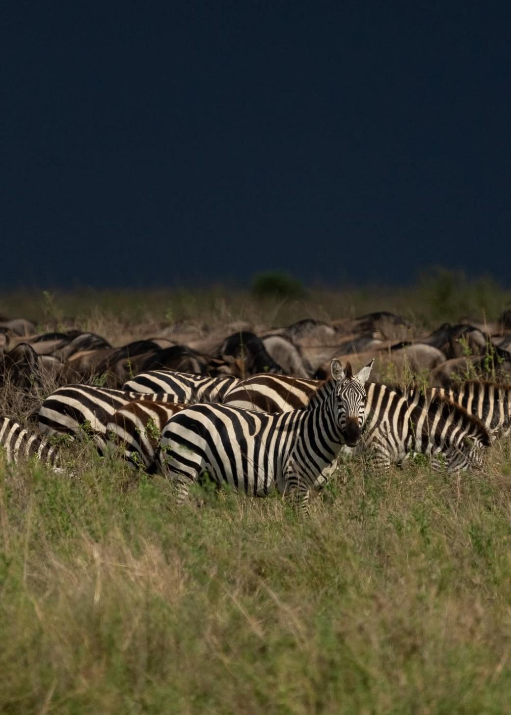 Tanzania y Zanzibar, Safari y playas salvajes
