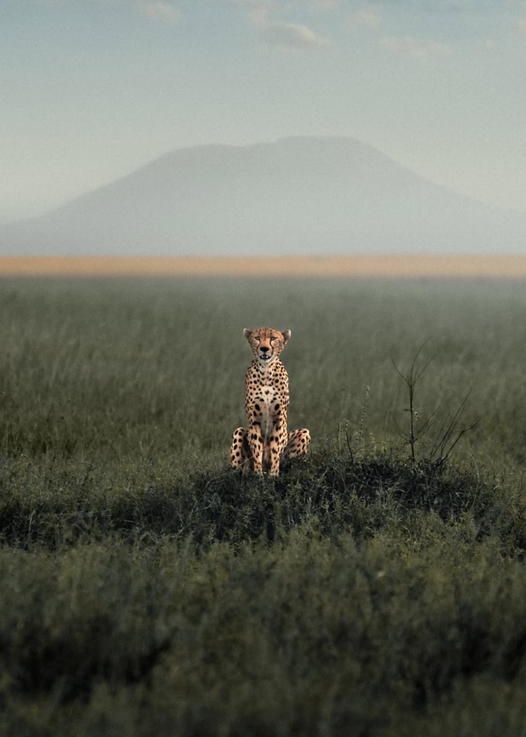 Tanzania y Zanzibar, Safari y playas salvajes