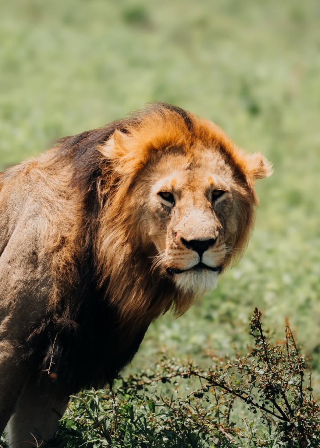 Tanzania y Zanzibar, Safari y playas salvajes
